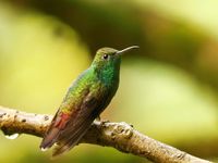 Le Coppery-headed Emerald est un oiseau endémique du Costa Rica, et lorsque le soleil est généreux, ses reflets prennent des teintes magnifiques © Noé Terorde