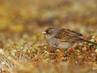 Volcano Junco habitant autour des sommets des plus hauts volcans et montagnes du pays © Noé Terorde