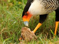 Ce Caracara a trouvé un repas qui a l'air de lui plaire ! © Noé Terorde