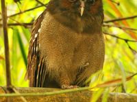 Crested Owl au repos en pleine journée © Noé Terorde