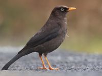 La Sooty Thrush, par sa robe noire, rappelle notre merle © Noé Terorde