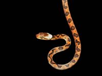 Différents serpents s'activent la nuit au Costa Rica : ici un Tree Snake © Noé Terorde