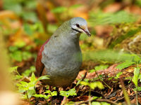 Les Quails-Doves sont des oiseaux discrets et farouches ; si nous avons de la chance, peut-être en croiserons nous © Noé Terorde