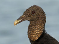 Gros plan sur un Black Vulture peu farouche © Noé Terorde