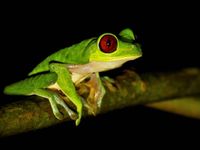 Lors de promenades nocturnes, il est possible d'observer la mythique Red-eyed Tree Frog © Noé Terorde