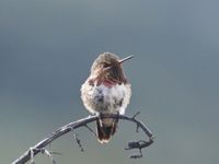 En haute montagne, nous découvrons des espèces tout à fait différentes : le Volcano Hummingbird © Noé Terorde