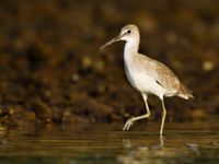 Des limicoles américains passent l'hiver au chaud, comme ce Willet © Noé Terorde