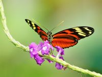 Un papillon nous a offert une explosion de couleurs en venant butiner cette fleur © Noé Terorde