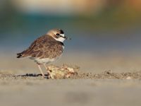 Présent sur les deux côtes du pays, le Collared Plover n'est jamais très courant © Noé Terorde