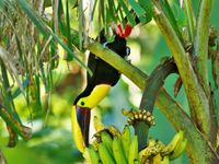 Les toucans sont principalement frugivores : ils raffolent des bananes © Noé Terorde