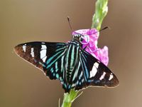 Nous croisons également des papillons de toutes les couleurs au Costa Rica © Noé Terorde
