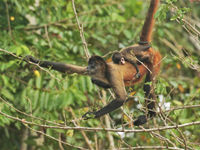 Le Spider Monkey est l'un des primates les plus élégants. Ici une mère avec son petit © Noé Terorde 