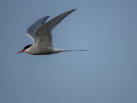 Noordse stern is één van de meest bijzondere vogels ter wereld. De afstanden die ze jaarlijks overbruggen zijn immens. © Frederik Willemyns