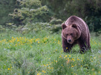 Bruine beer © STARLING reizen