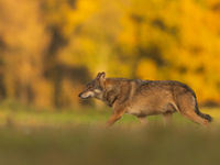 Un magnifique loup passe devant notre affût ! © Voyages STARLING