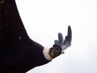 L'emblématique condor des Andes.© Billy Herman