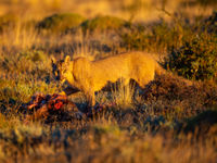 L'heure du repas. © Billy Herman