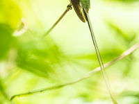 Les colibris sont des animaux tout à fait uniques et fascinants. © Billy Herman