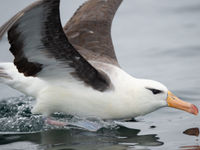 Observation d'un albatros lors d'une sortie 