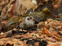 De mooi gekleurde Beringstrandloper was verrassend goed gecamoufleerd tussen het aangespoelde zeewier. © Carlos de Wagter