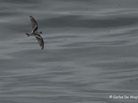 Fork-tailed storm-petrel is talrijk op deze reis. © Carlos de Wagter