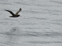 De sterk bedreigde short-tailed albatros. © Carlos de Wagter