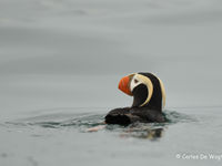 De spectaculaire tufted puffins waren één van de algemeenste zeevogels op onze reis. © Carlos de Wagter