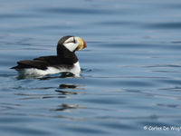 Horned puffin © Carlos de Wagter