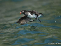 Parakeet auklet © Carlos de Wagter