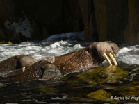 Walrussen houden ons in het oog. © Carlos de Wagter