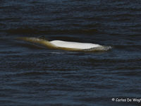 Een beluga vissend in de baai van Anadyr. © Carlos de Wagter