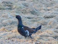 Rencontre de proximité avec le grand tétras. © Thierry Debaere