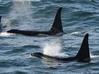 Un groupe d'une trentaine d'orques reste l'un des moments forts de notre voyage. © Geert Beckers