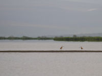 Far-eastern curlews zijn net als de lepelbekstrandloper één van de meest bedreigde soorten die migreren via de Oost-Aziatische flyway. © Geert Beckers