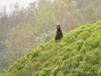 De eerste van vele bruine beren. © Geert Beckers
