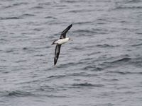 Laysan albatross was algemeen. © Geert Beckers