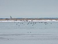 Stellers eiders aan de westkust van het eiland Saaremaa. © Wouter Faveyts