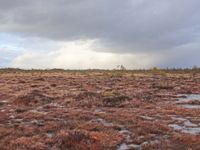 Veengebied in Sooma National Park. © Wouter Faveyts