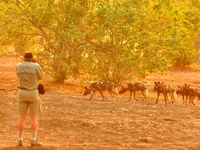 Certains safaris s'effectuent également à pied. © STARLING reizen