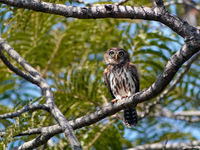 Pearl-spotted owlet. Een algemene dag jager die we zeker zouden moeten zien. © Peter Grobben