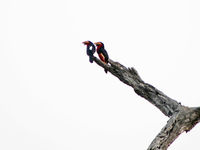 Paartje bearded barbets. © Peter Grobben