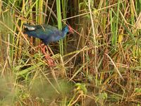 African purple swamphen. © Peter Grobben