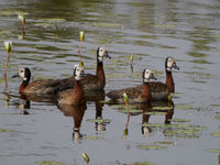 White-faced Whistling Duck / Witwangfluiteend door de scoop gefotografeerd. © Ger Dirks