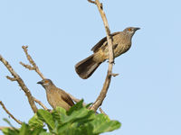 Brown Babbler. Altijd in groepjes en luidruchtig. © Peter Grobben