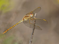 Vrouwtje skimmer (soort orthetrum). De Libelles zijn een mooie uitdaging want er zijn er heel wat. © Peter Grobben