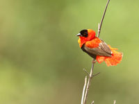 Northern red bishop. © Peter Grobben