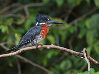 Giant kingfisher. © Peter Grobben