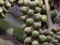 Noten van de Rhun palm / Afrikawaaierpalm. © Peter Grobben