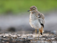 Senegal Thick-knee. Erg fraai, tam en algemeen. Mooi om op te oefenen met de kamera. © Peter Grobben