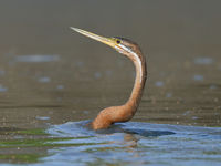 Vissende African darter. © Peter Grobben